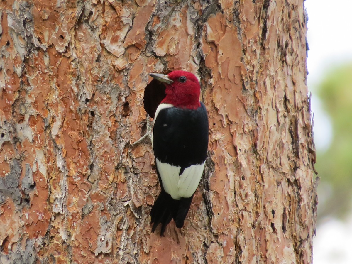 Red-headed Woodpecker - ML614355329
