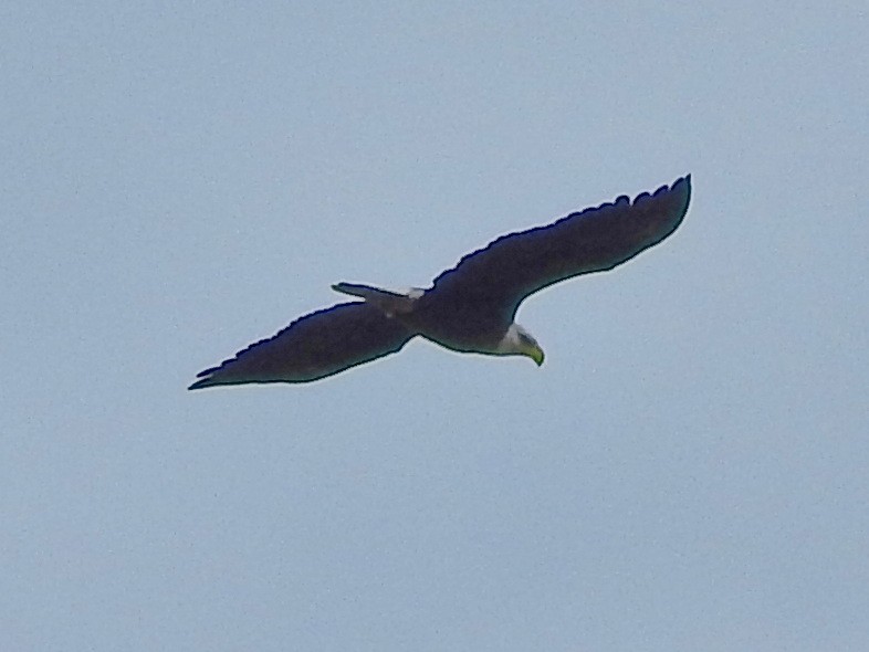 Белоголовый орлан - ML614355349