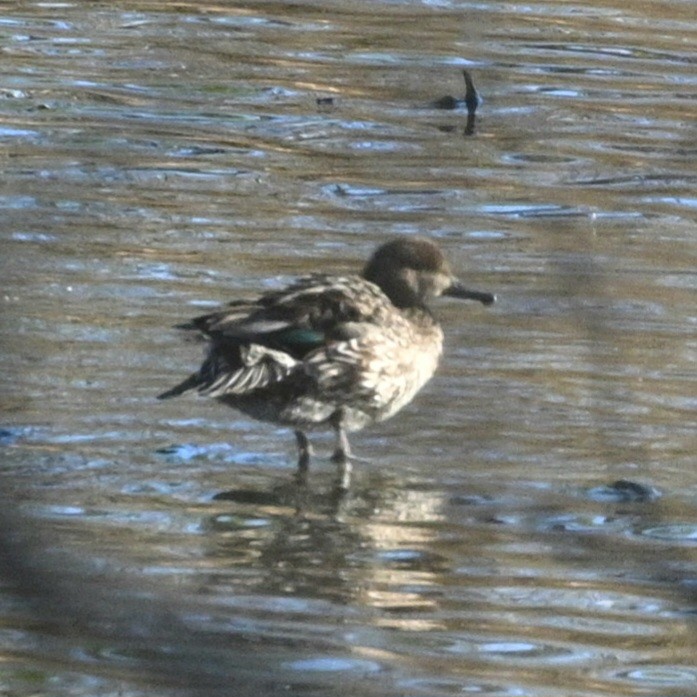 Green-winged Teal - ML614355389