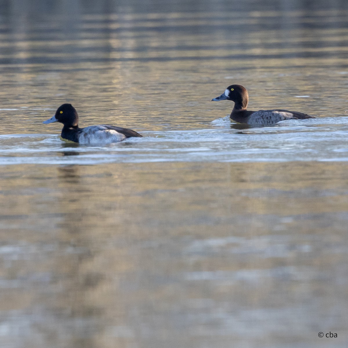 Greater Scaup - ML614355582
