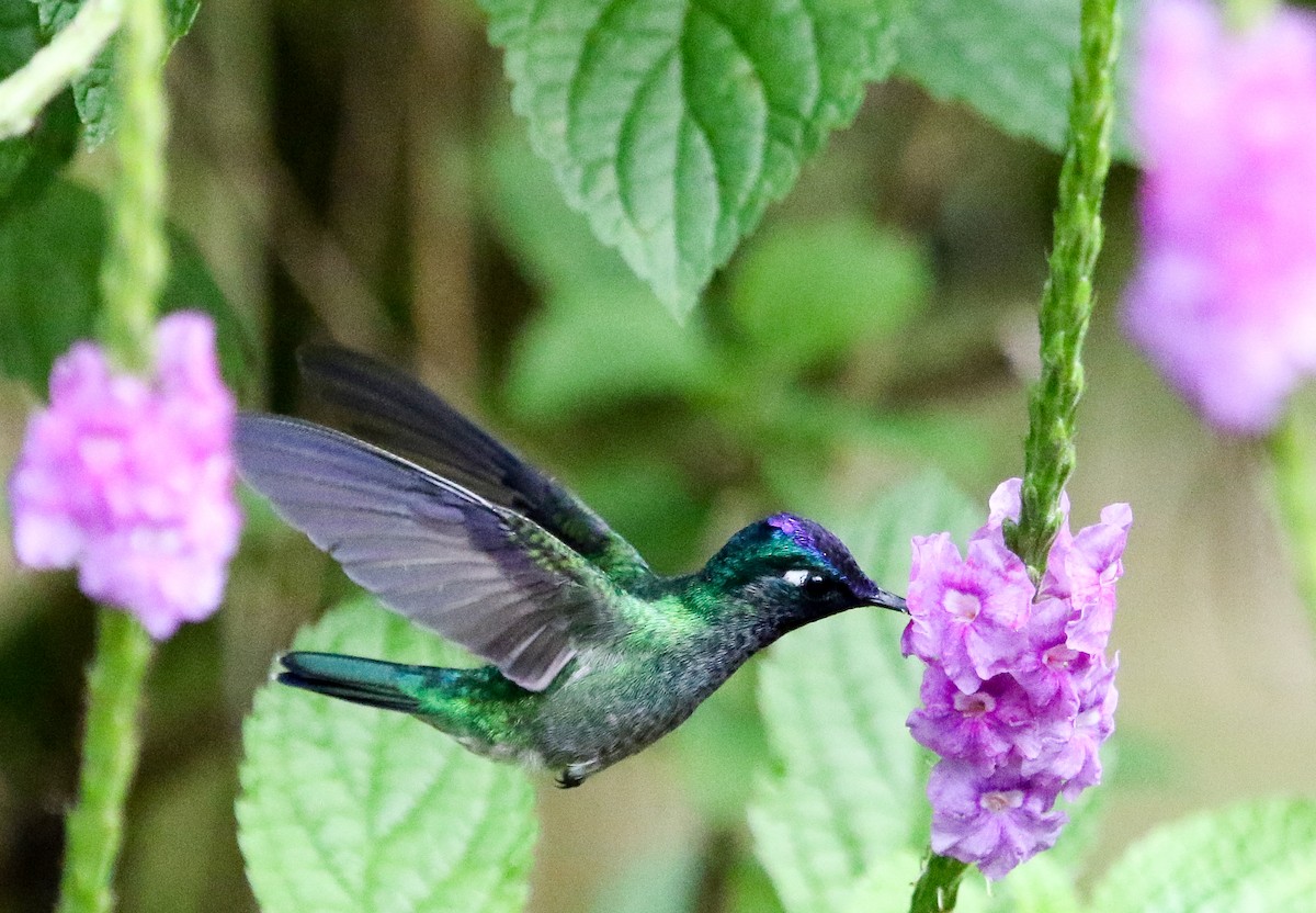 Violet-headed Hummingbird - Dan Ellison