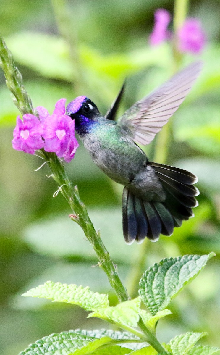 Violet-headed Hummingbird - ML614356013