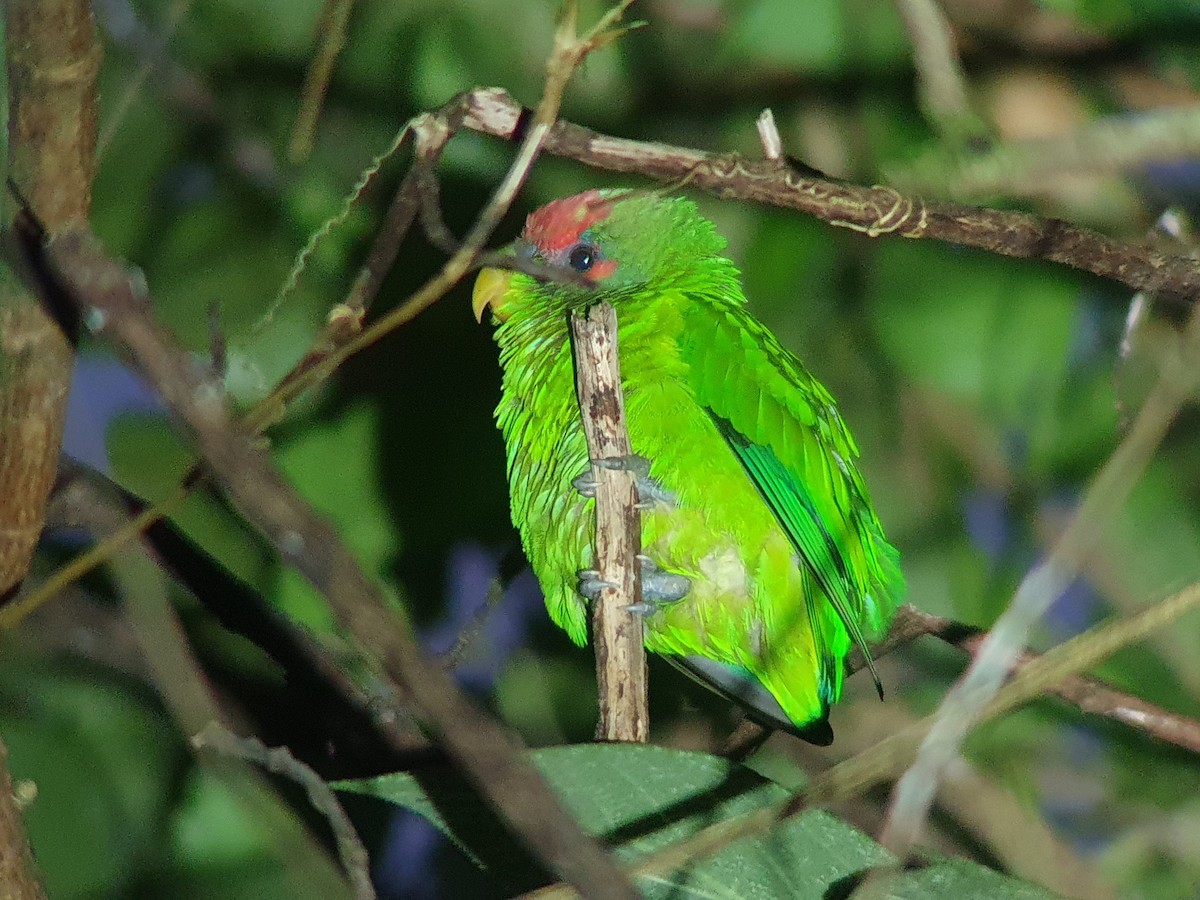 Red-fronted Parrotlet - ML614356113