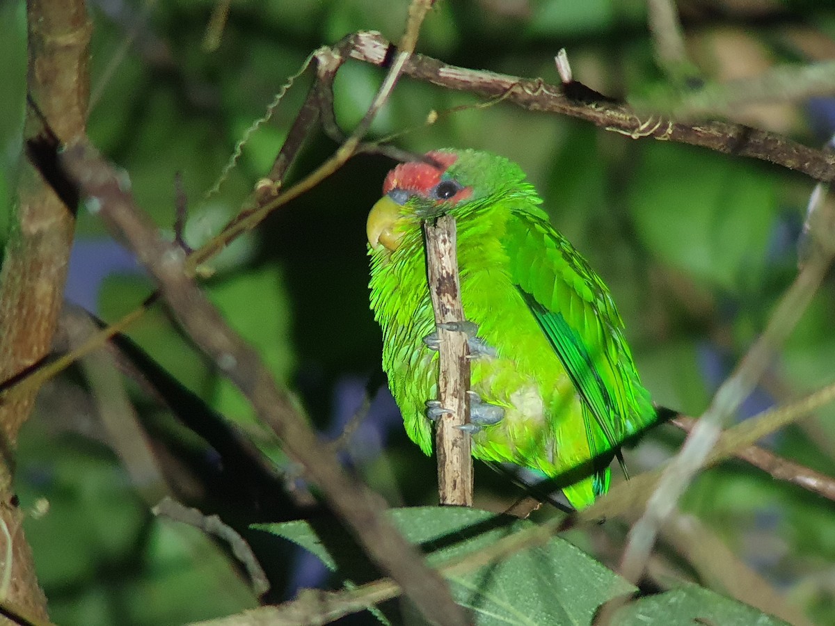 Red-fronted Parrotlet - ML614356114