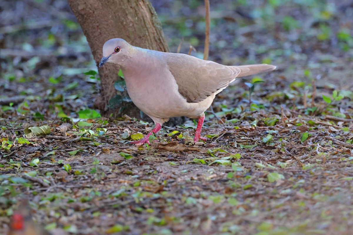 White-tipped Dove - Charlie Trapani