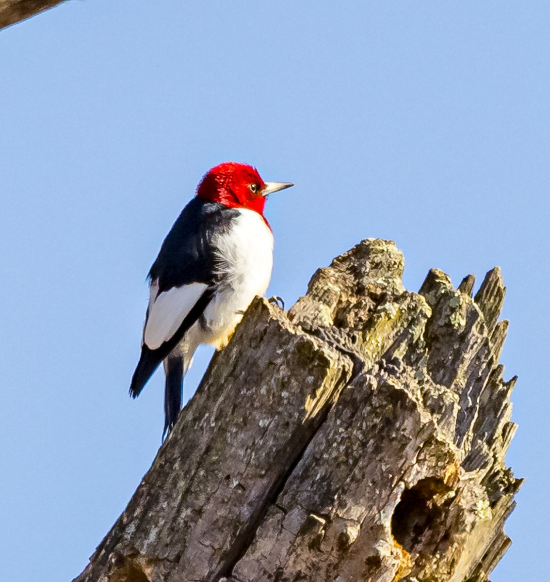 Red-headed Woodpecker - ML614356229