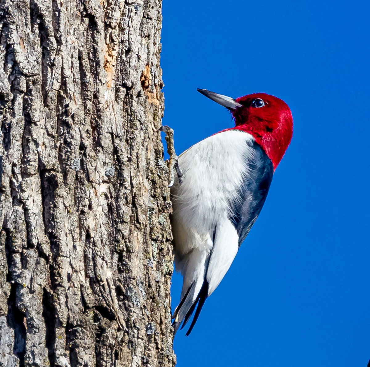 Red-headed Woodpecker - ML614356230