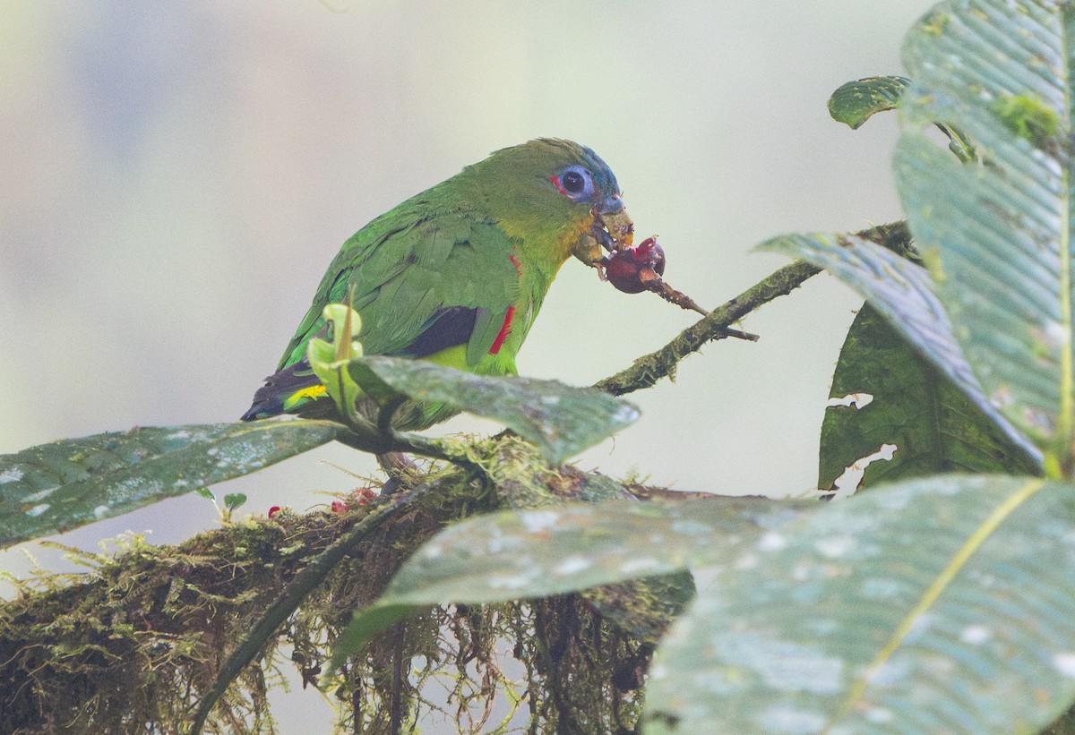 Blue-fronted Parrotlet - ML614356324