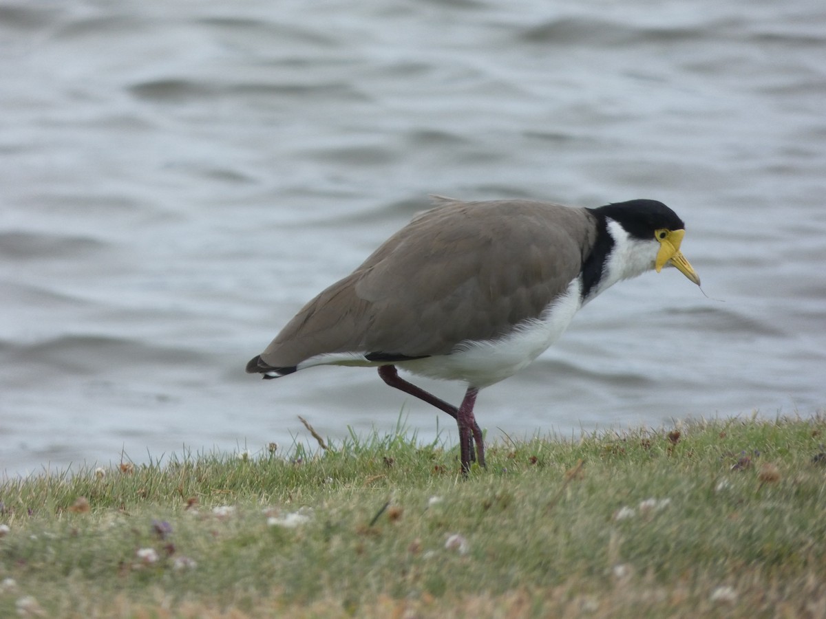 Masked Lapwing - Christian Cosgrove