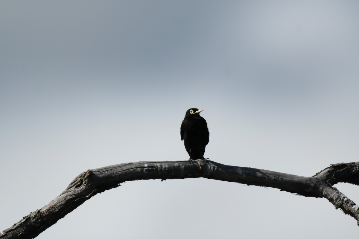 Spectacled Tyrant - ML614356580