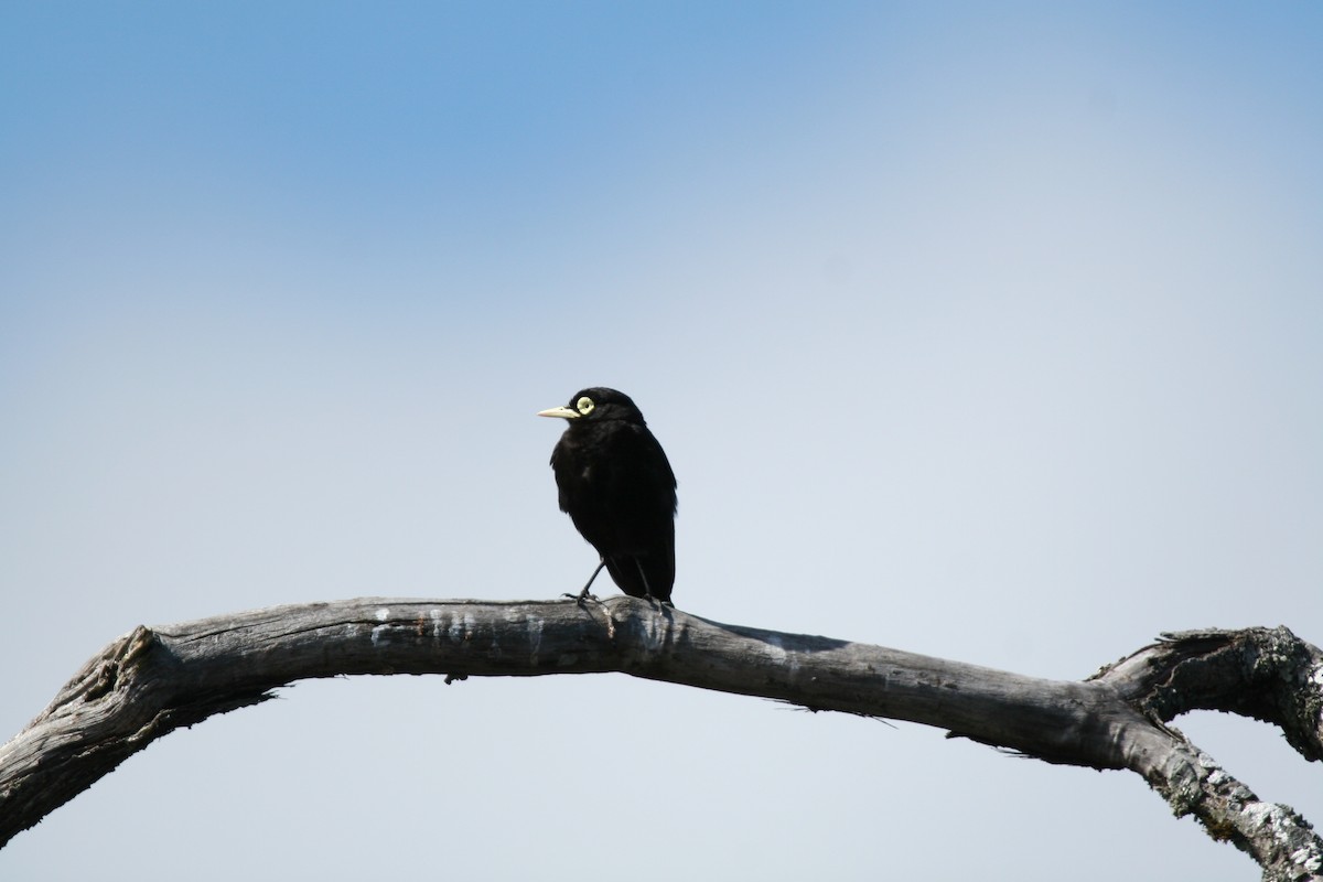 Spectacled Tyrant - ML614356581