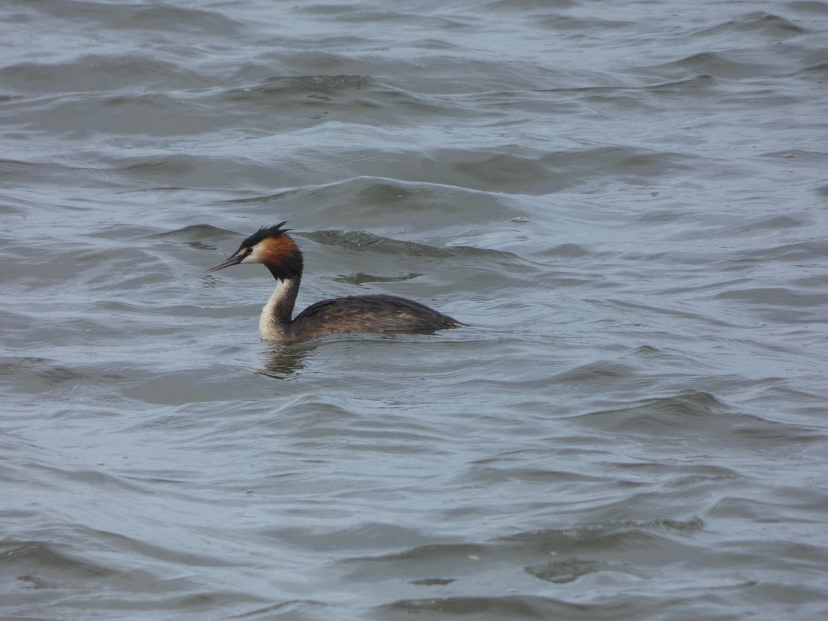 Great Crested Grebe - Christian Cosgrove