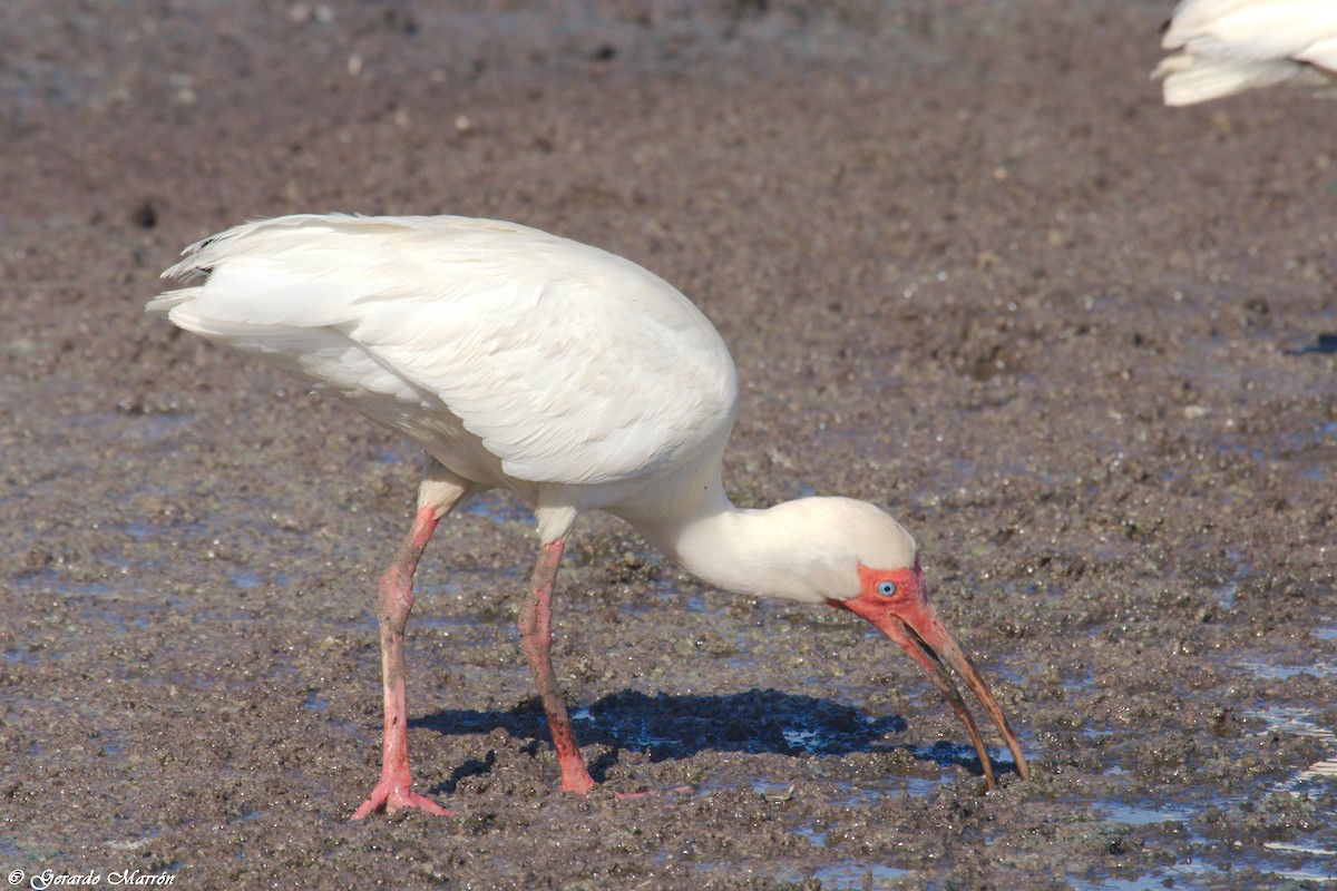 ibis bílý - ML61435661