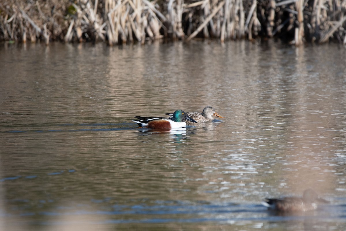 Northern Shoveler - Candice Lowther