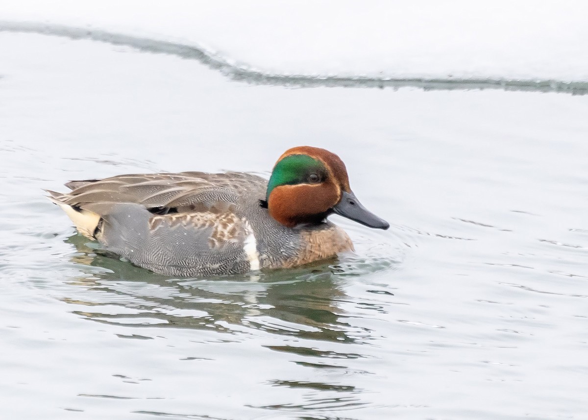 Green-winged Teal - ML614356741