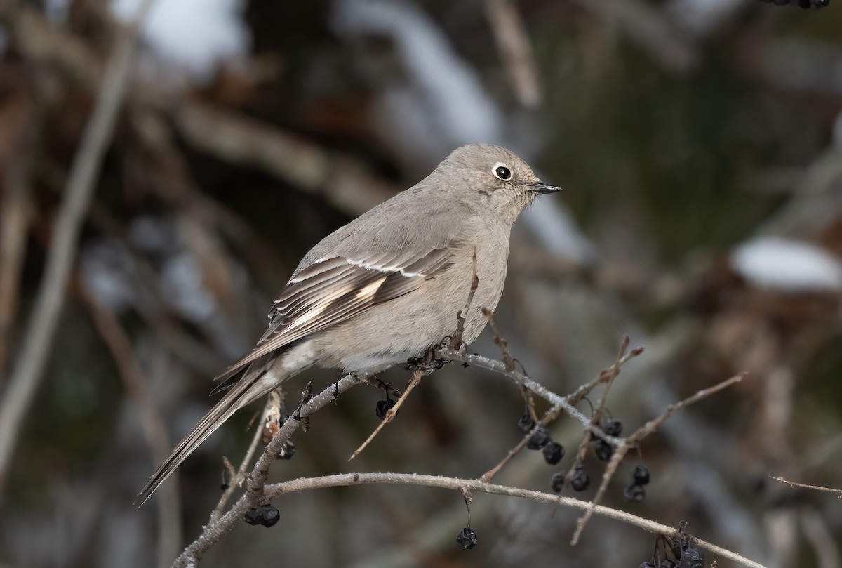 Townsend's Solitaire - ML614357021