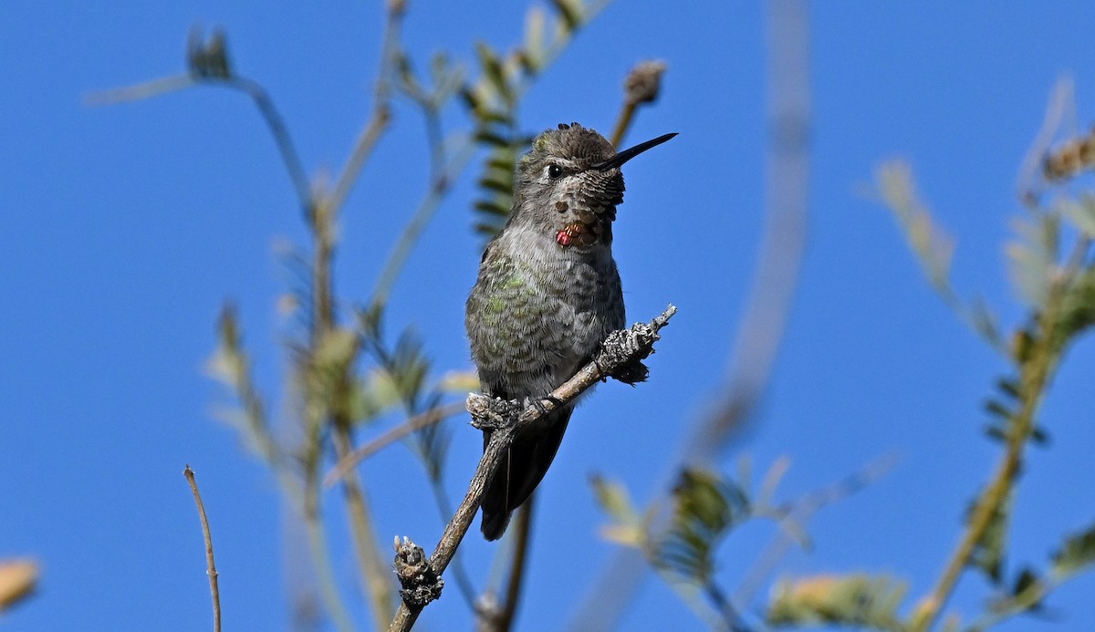 Anna's Hummingbird - ML614357238