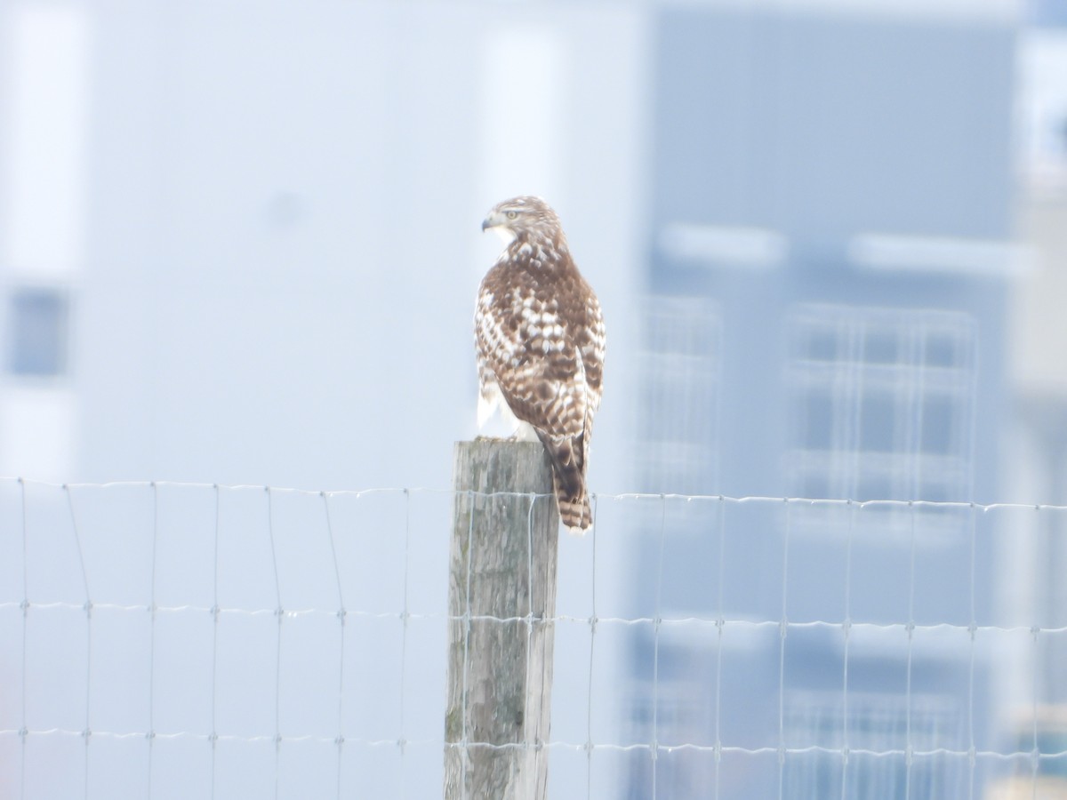 Red-tailed Hawk - ML614357332