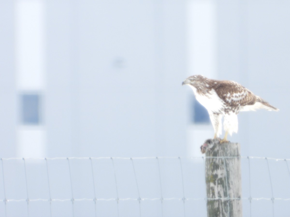 Red-tailed Hawk - ML614357334