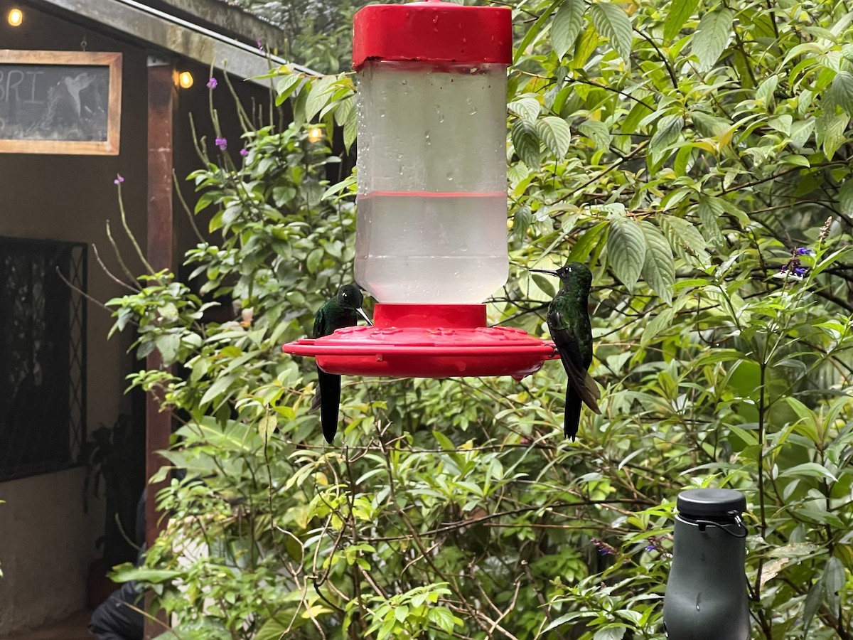 kolibřík subtropický - ML614357418