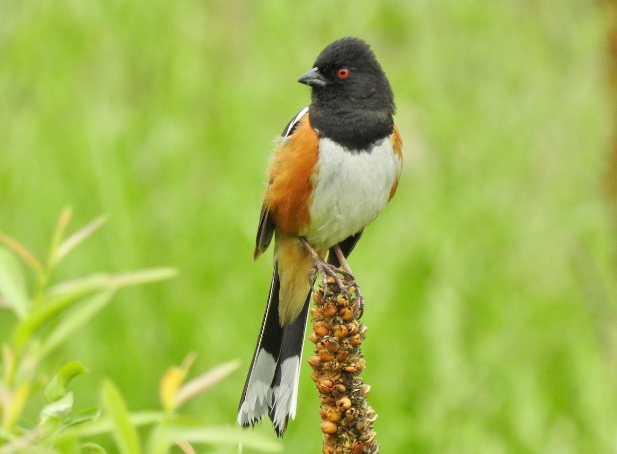 Spotted Towhee - ML614357575