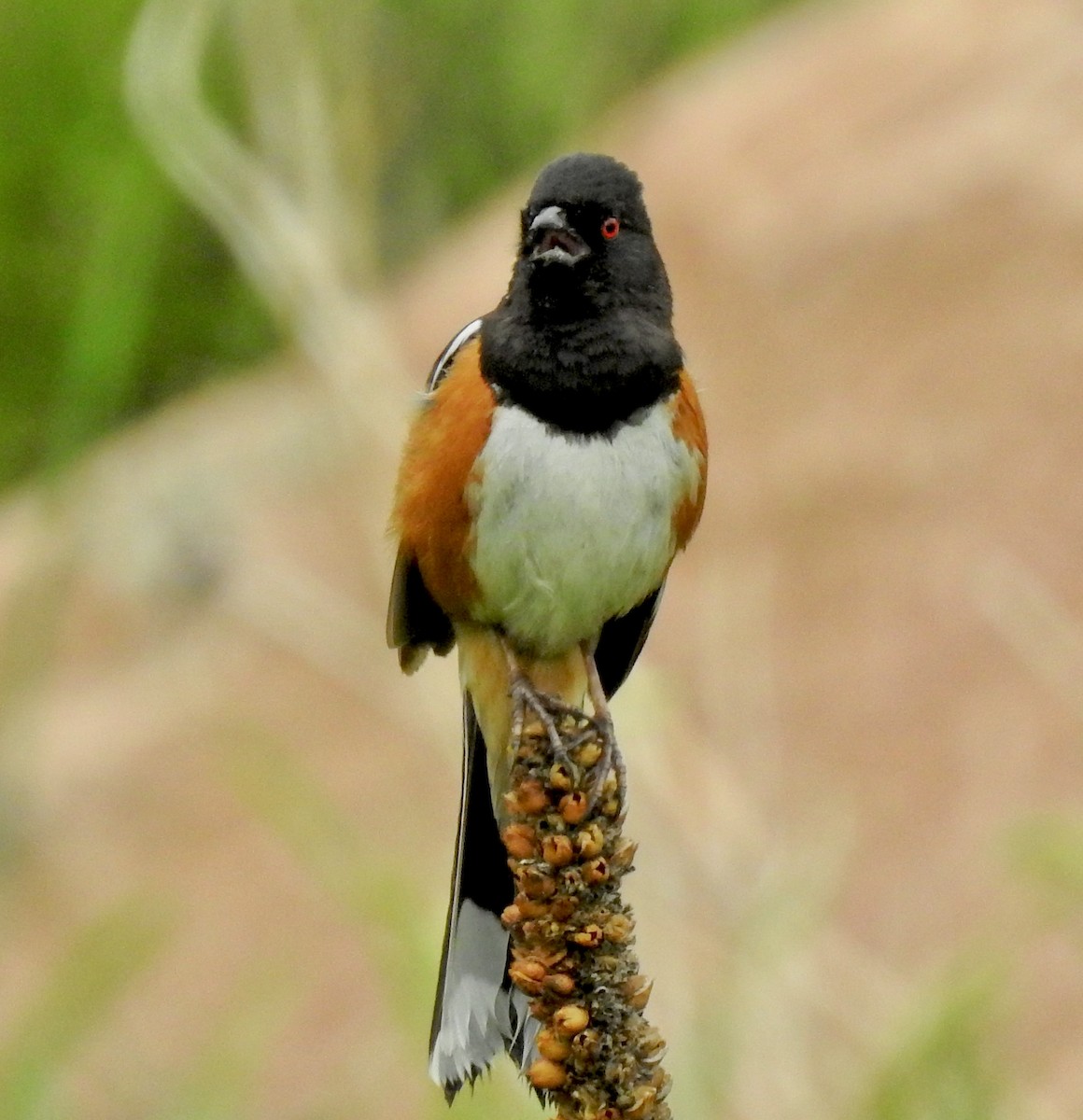 Spotted Towhee - ML614357578