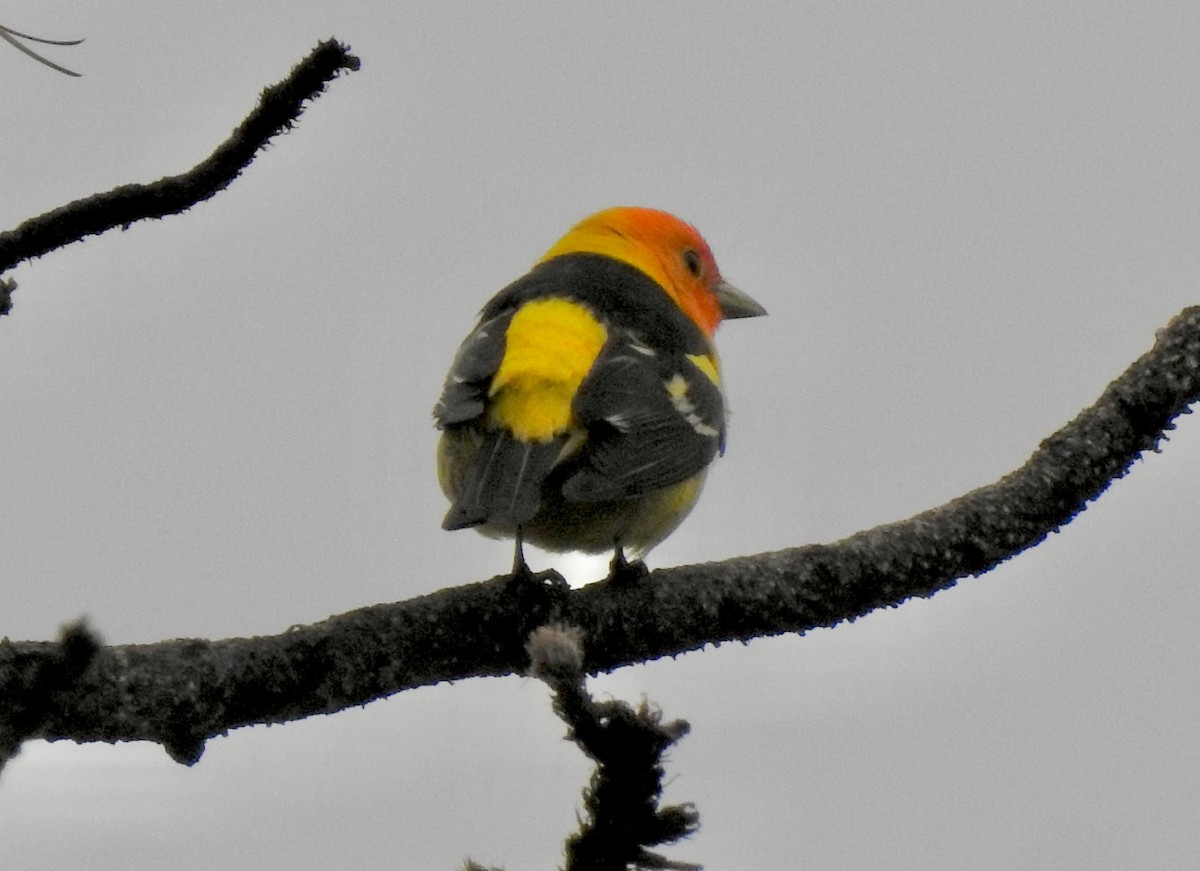 Western Tanager - ML614357629