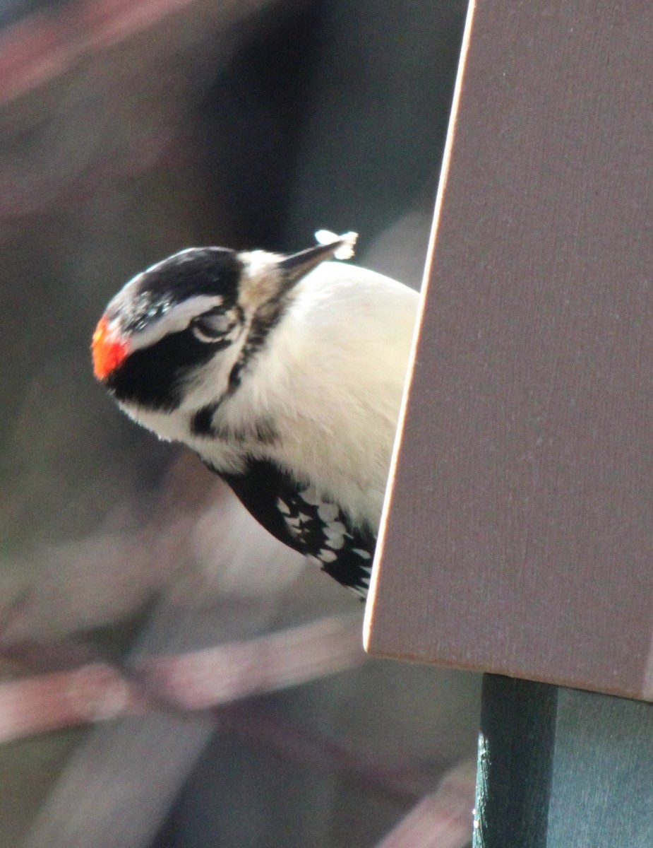 Downy Woodpecker (Eastern) - ML614357680