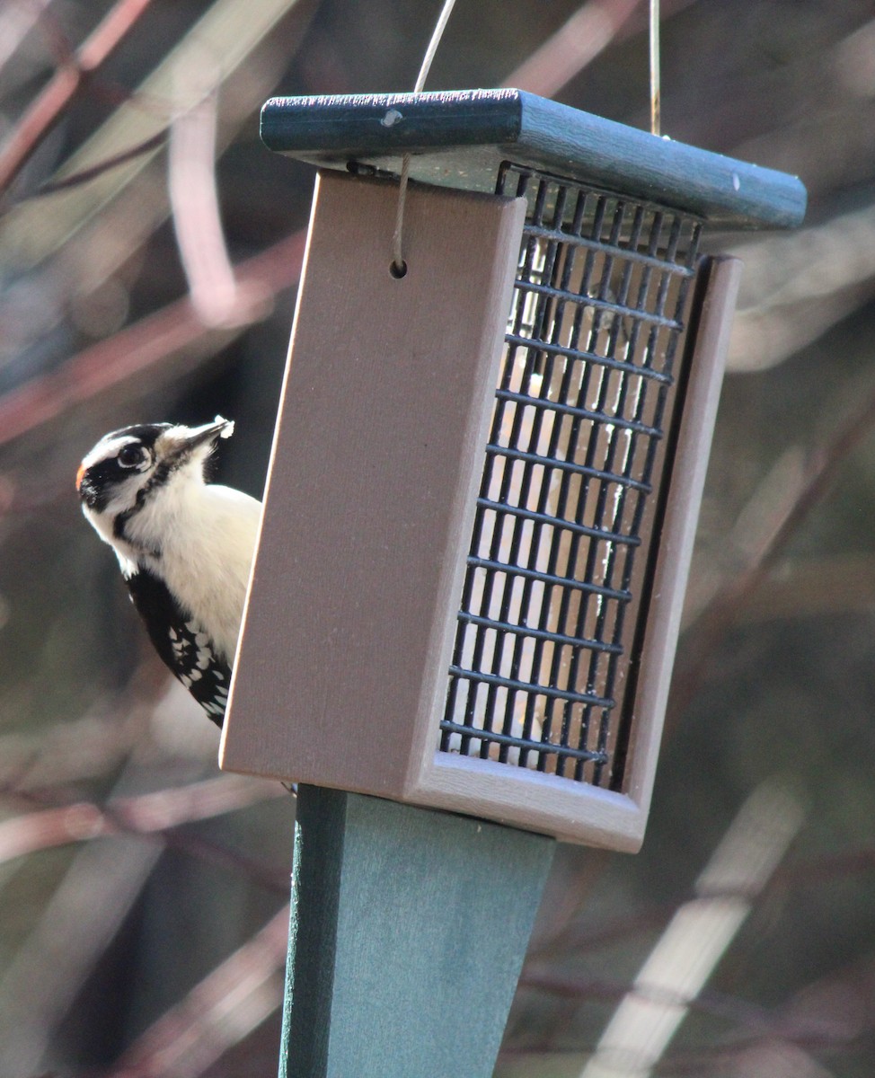 Downy Woodpecker (Eastern) - ML614357681