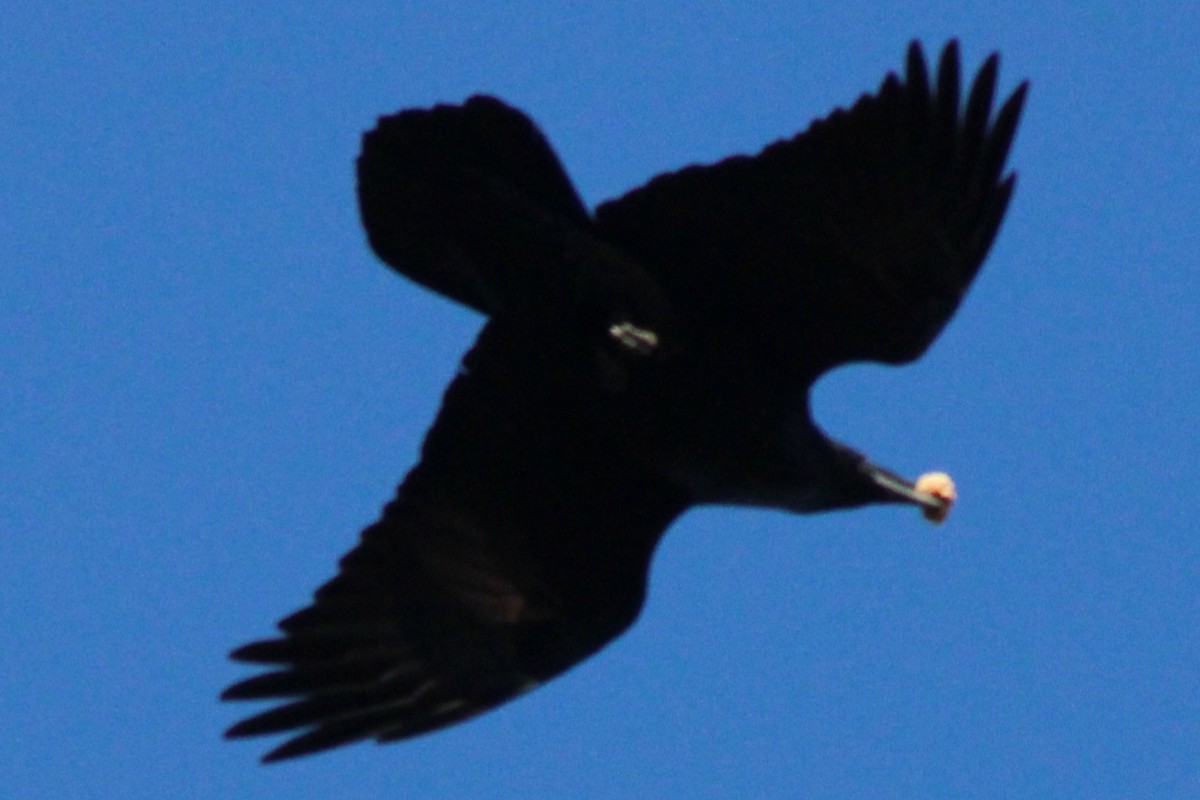 Common Raven - ML614357687