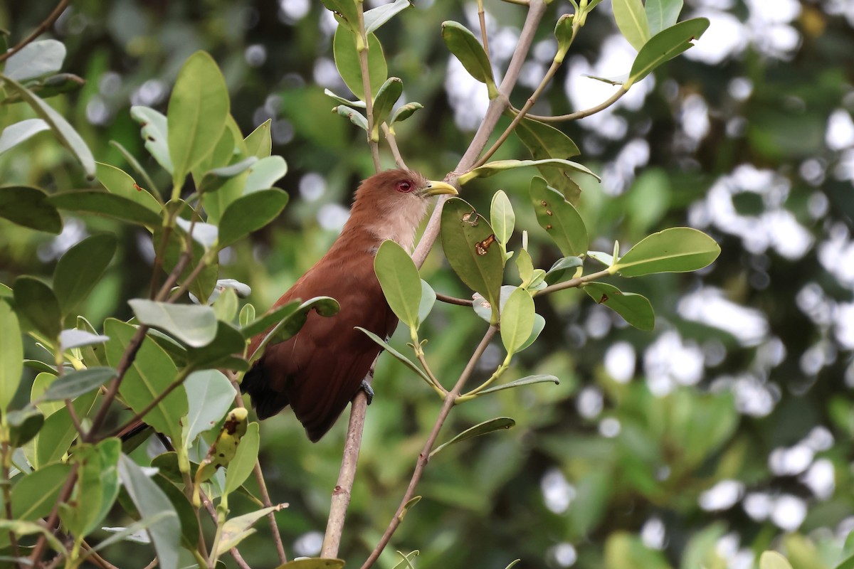 Squirrel Cuckoo (Amazonian) - Gonzalo Nazati