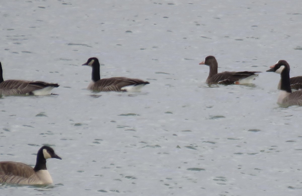 Greater White-fronted Goose - ML614358090