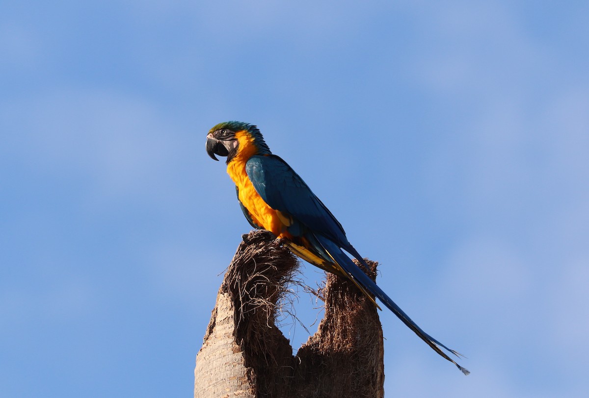 Blue-and-yellow Macaw - ML614358200