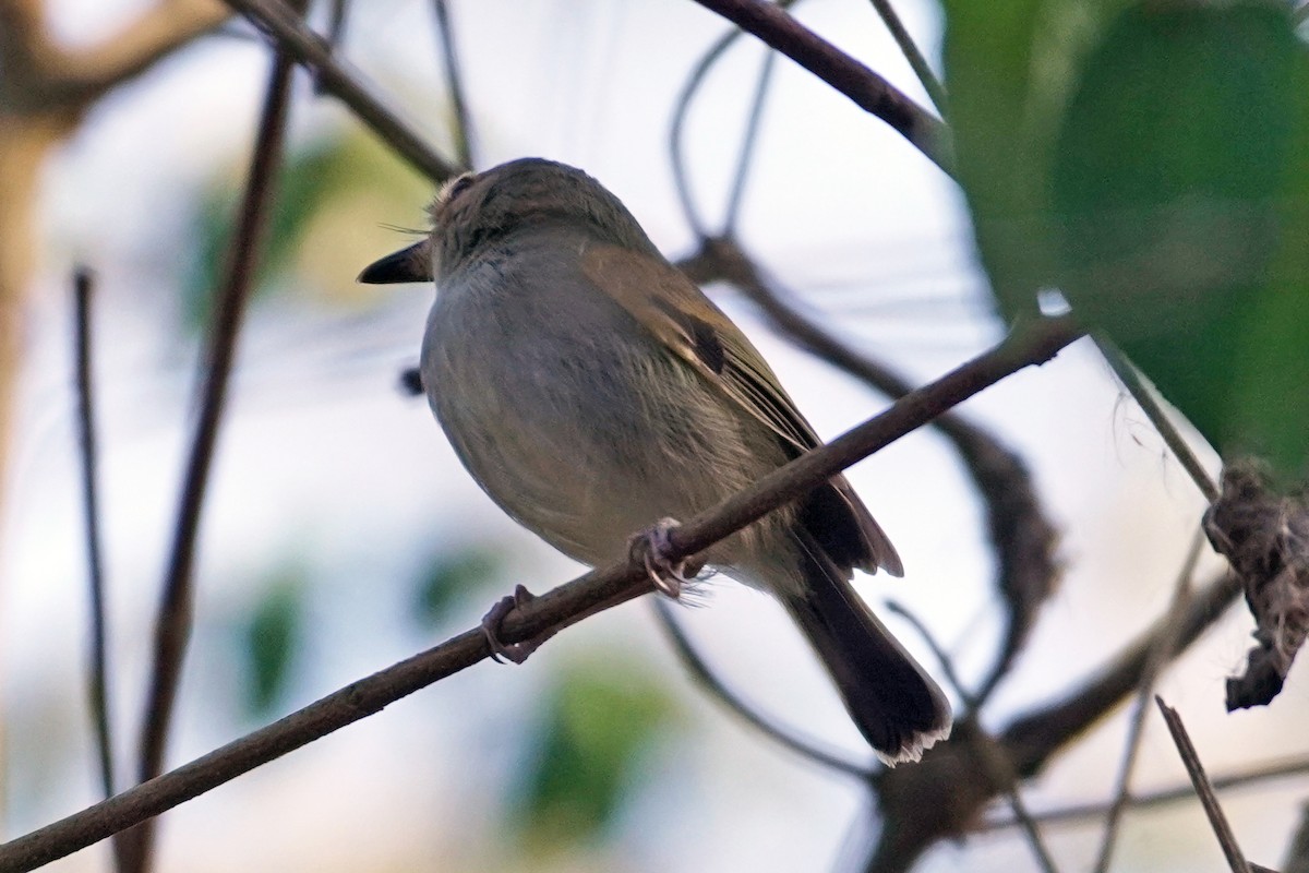 Rusty-fronted Tody-Flycatcher - ML614358277