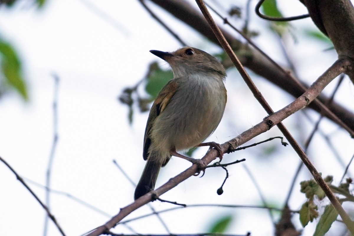 Rusty-fronted Tody-Flycatcher - ML614358278