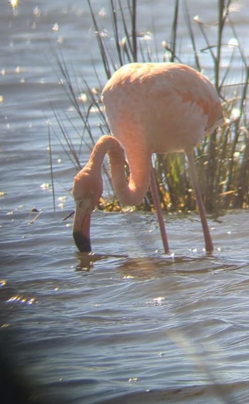 American Flamingo - ML614358470