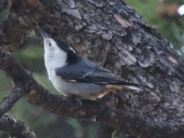 White-breasted Nuthatch (Interior West) - Gary Hantsbarger