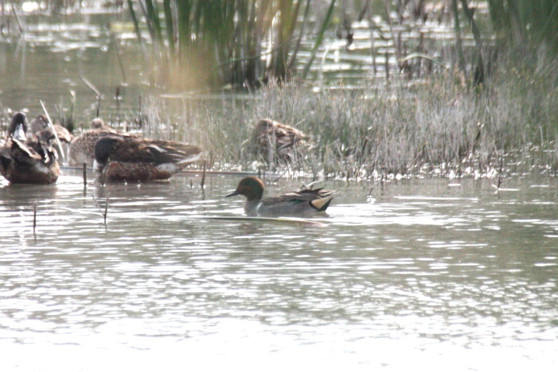 Green-winged Teal - ML614358500