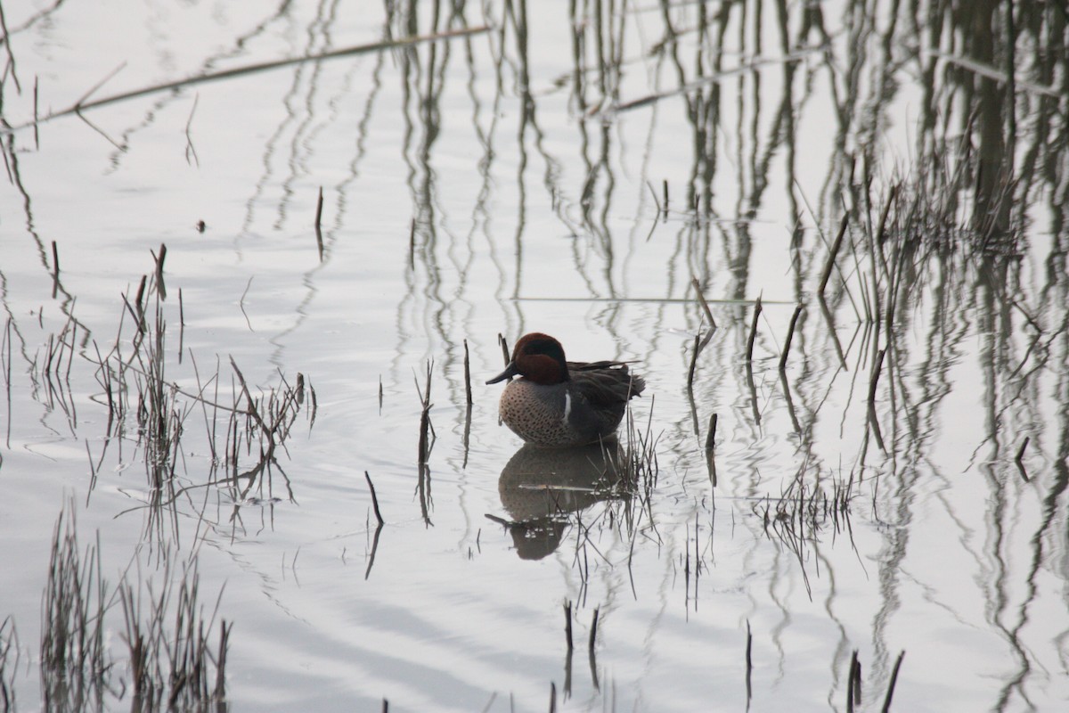 Green-winged Teal - ML614358501