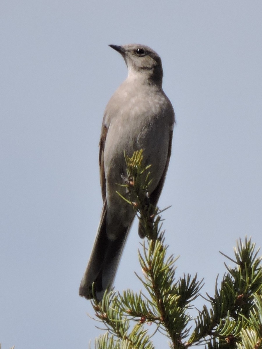 Townsend's Solitaire - ML614358520