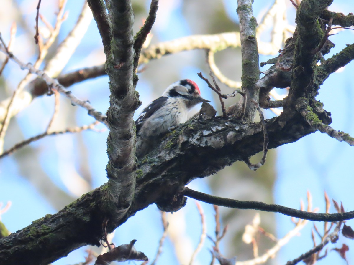 Lesser Spotted Woodpecker - ML614358589