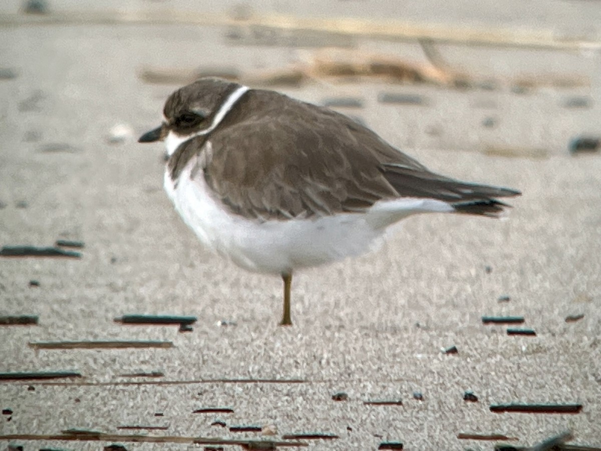 Semipalmated Plover - ML614358803