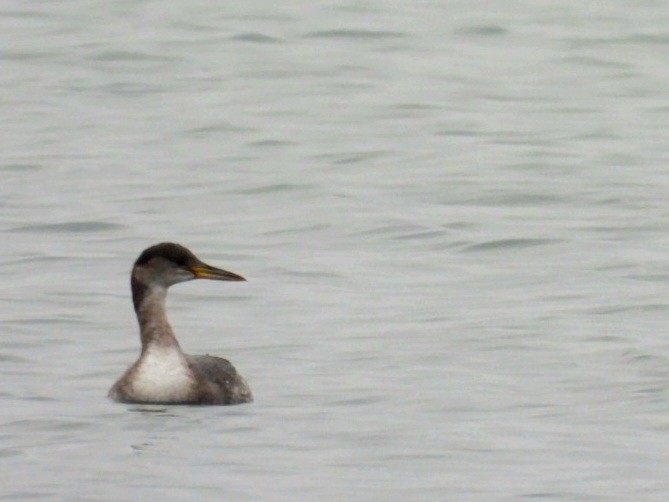 Red-necked Grebe - ML614359048