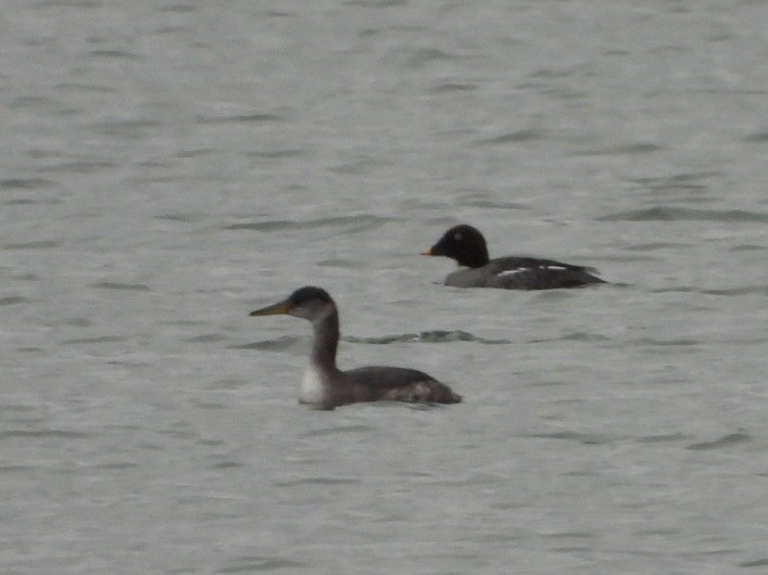 Red-necked Grebe - ML614359049