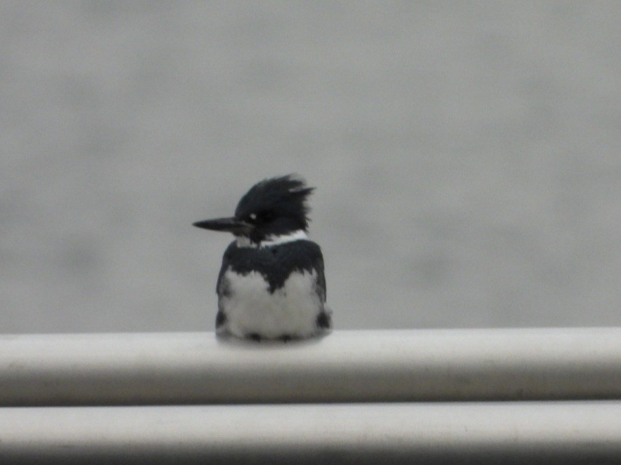 Belted Kingfisher - ML614359073