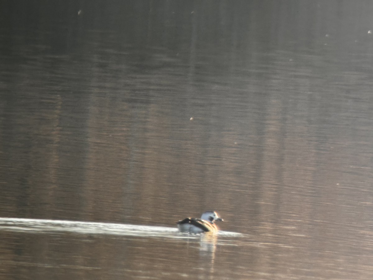 Long-tailed Duck - ML614359143