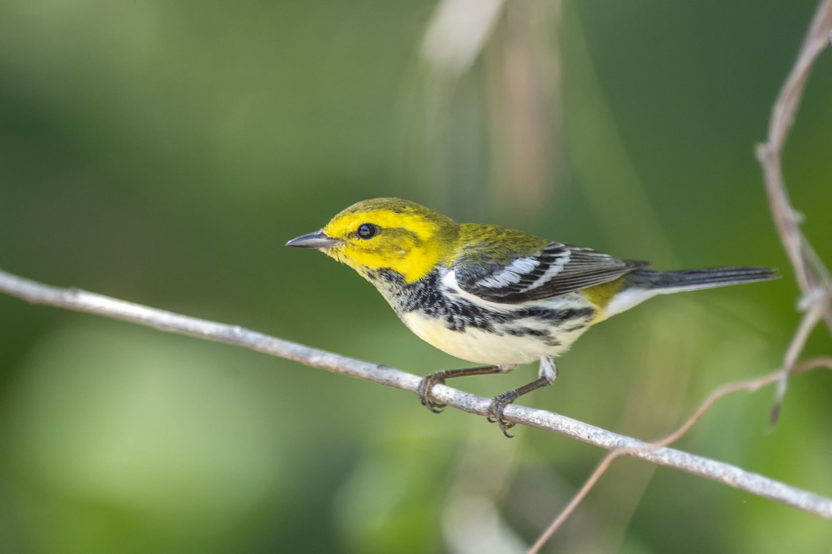 Black-throated Green Warbler - Denny Swaby