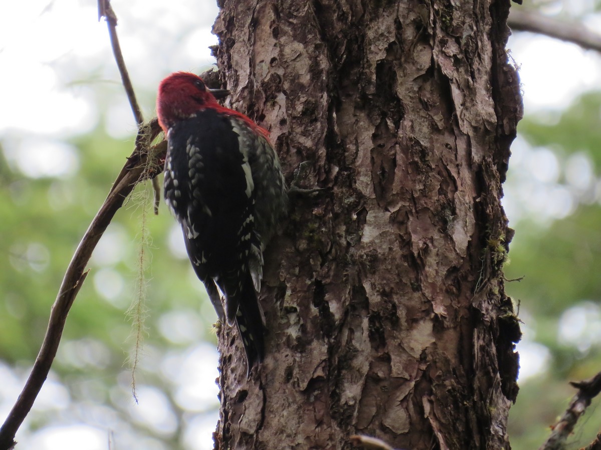 Red-breasted Sapsucker - ML61435951