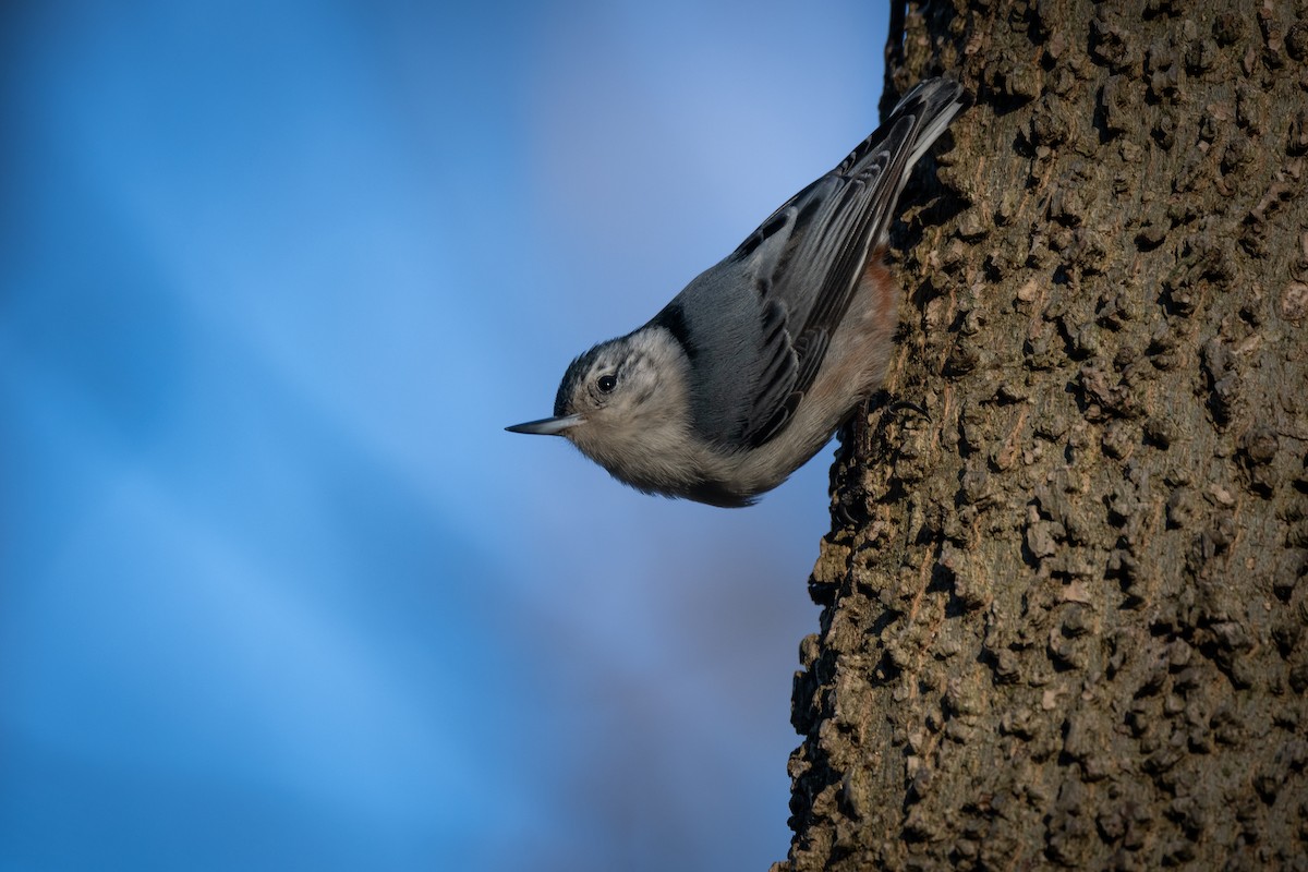 White-breasted Nuthatch - ML614359708