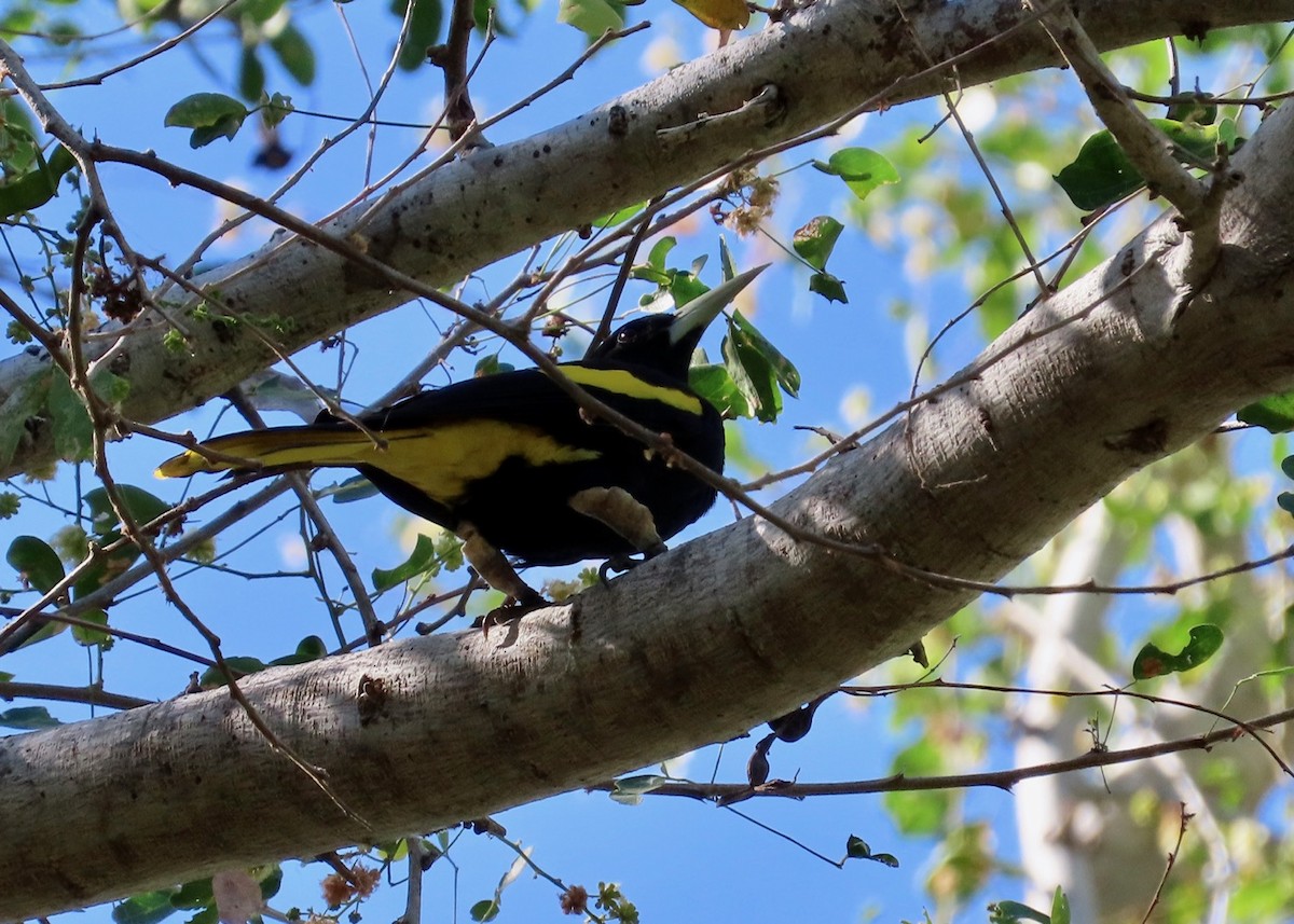 Yellow-winged Cacique - ML614359848